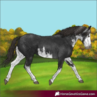 Horse Color:Gray White Spotted Liver Chestnut 