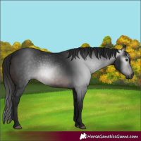 Horse Color:Gray White Spotted Brown
