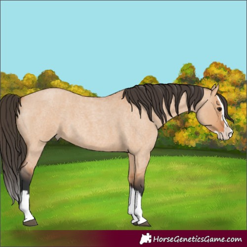 Horse Color:Bay Roan Dun Splash 