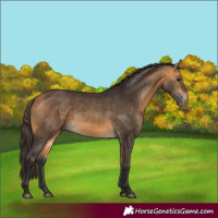 Horse Color:Buckskin 