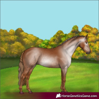 Horse Color:Gray Chestnut 