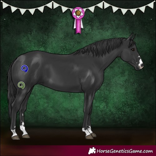 Horse Color:Black 