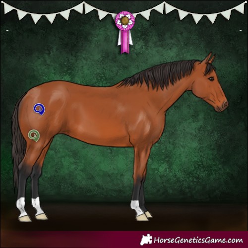 Horse Color:Bay 