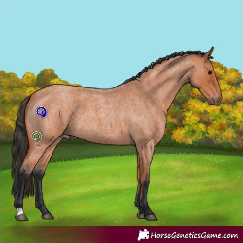 Horse Color:Bay Roan 