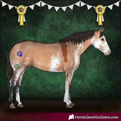 Horse Color:Bay Dun Sabino 