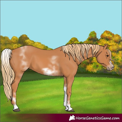 Horse Color:White Spotted Chestnut Frame 