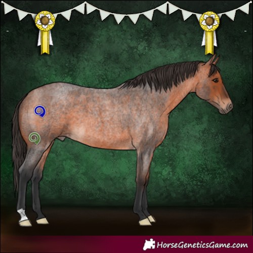 Horse Color:Bay Roan 