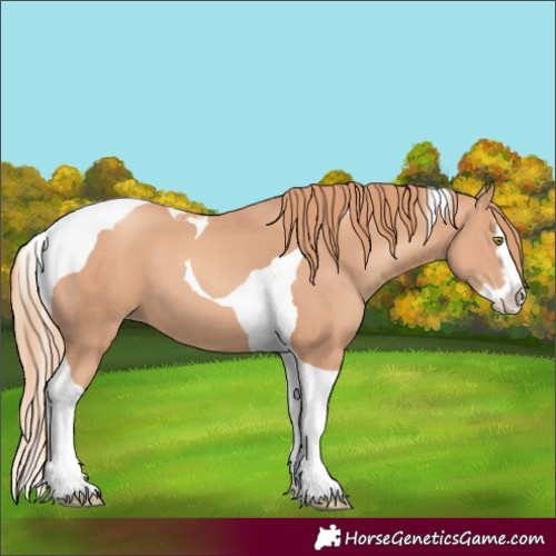 Horse Color:Gold Champagne Splash Tobiano 