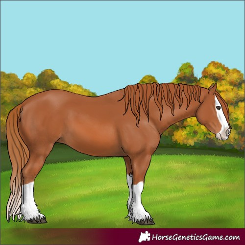 Horse Color:Chestnut Splash 