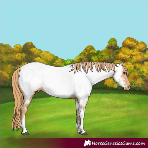 Horse Color:Chestnut Tobiano Appaloosa 