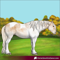 Horse Color:White Spotted Palomino Tobiano 