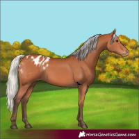 Horse Color:Silver Bay Appaloosa 