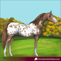 Horse Color:Gray Smoky Creme Near Leopard 