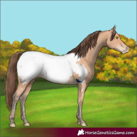 Horse Color:Amber Champagne Near Fewspot Rabicano 