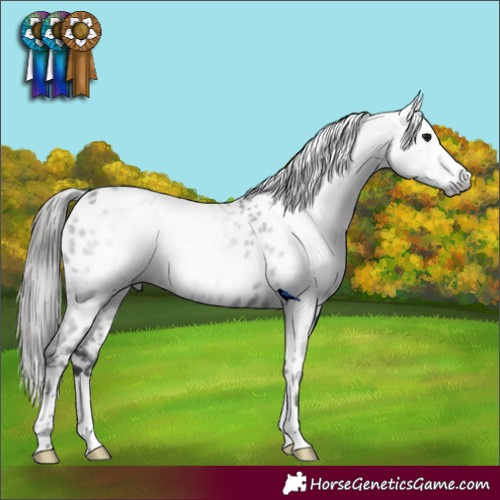 Horse Color:Gray Black Appaloosa 