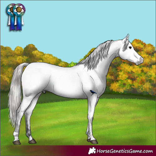 Horse Color:Gray Grullo Appaloosa 