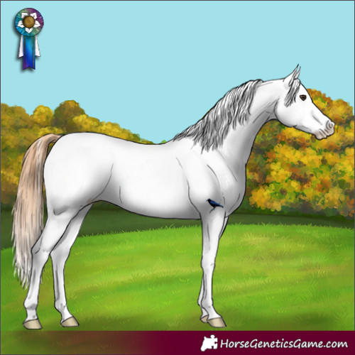 Horse Color:Chestnut Appaloosa