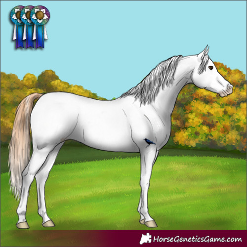 Horse Color:Chestnut Appaloosa