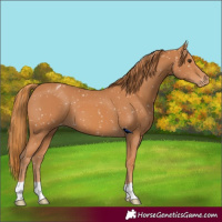 Horse Color:Chestnut Appaloosa 