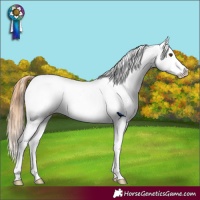 Horse Color:Chestnut Appaloosa 