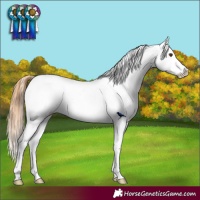 Horse Color:Chestnut Appaloosa