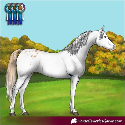 Horse Color:Chestnut Blanket 