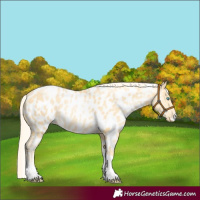 Horse Color:White Spotted Palomino Pearl Tobiano Near Leopard 