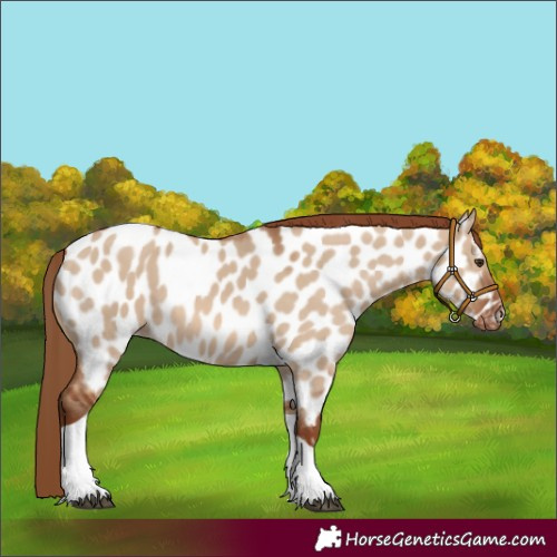Horse Color:Red Dun Tobiano Appaloosa 
