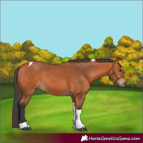 Horse Color:Bay Tobiano Rabicano 