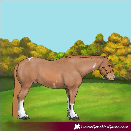 Horse Color:Chestnut Sabino Tobiano Varnish 