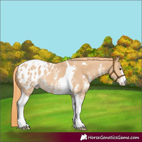 Horse Color:Red Dun Sabino Tobiano Appaloosa Rabicano 
