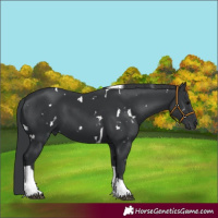 Horse Color:White Spotted Black Tobiano 
