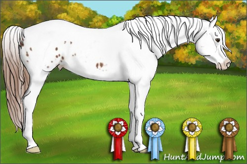 Horse Color:Chestnut Splash Tobiano Appaloosa 