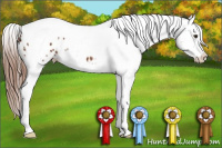 Horse Color:Chestnut Splash Tobiano Appaloosa 
