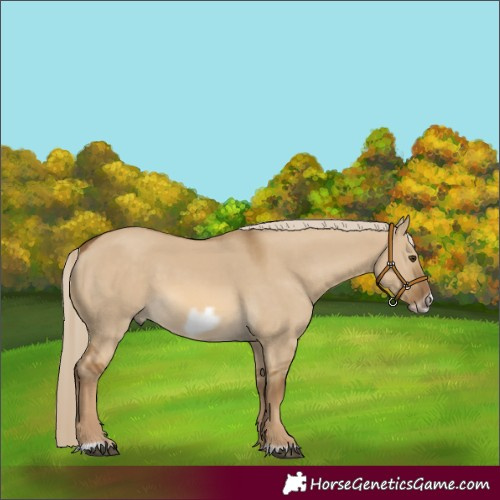 Horse Color:Chocolate Palomino Dun Frame 