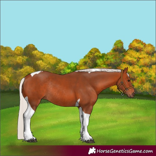 Horse Color:Silver Bay Tobiano Rabicano 