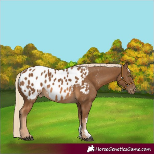 Horse Color:Chocolate Palomino Sabino Appaloosa 