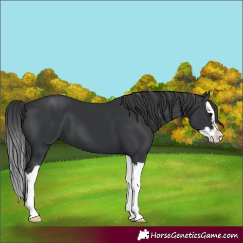 Horse Color:Unknown 