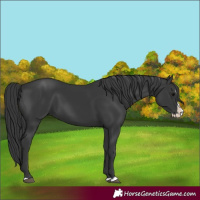 Horse Color:Black Splash