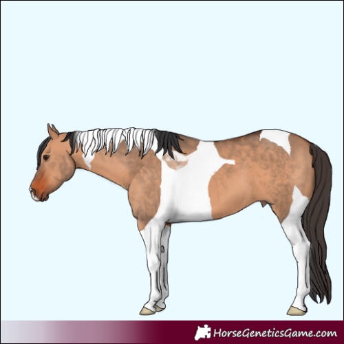 Horse Color:Bay Dun Tobiano