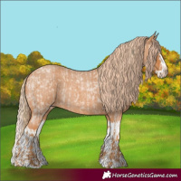 Horse Color:Red Roan  and Red Roan Splash 
