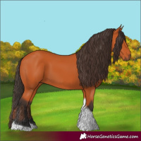 Horse Color:Bay Tobiano 