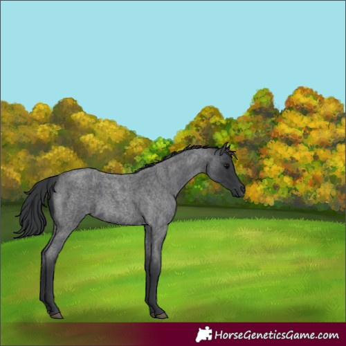 Horse Color:Blue Roan 