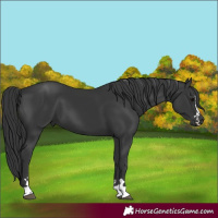 Horse Color:Black 