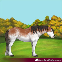 Horse Color:White Spotted Bay Splash and White Spotted Bay Splash