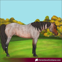 Horse Color:Bay Roan 