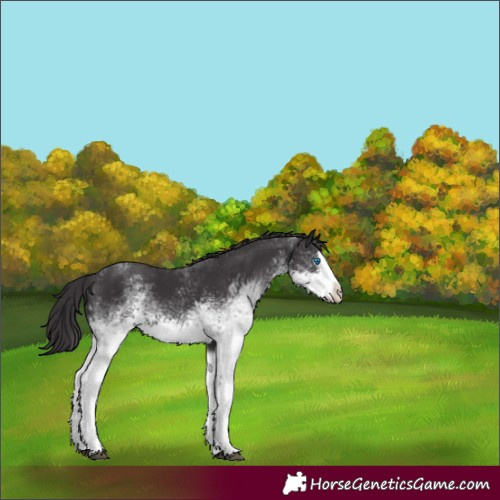 Horse Color:White Spotted Smoky Black Splash 