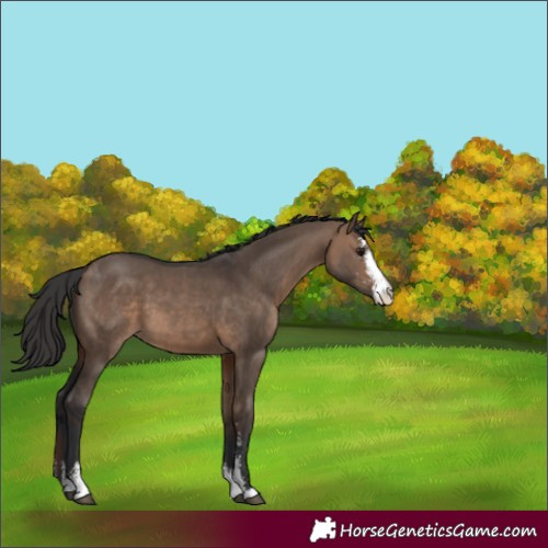 Horse Color:Brown Dun Sabino