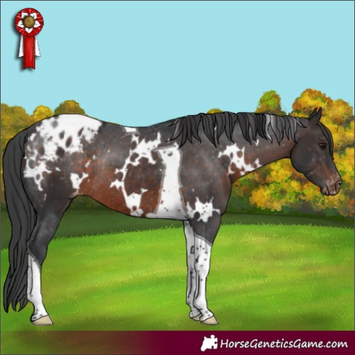 Horse Color:White Spotted Brown Tobiano Blanket Rabicano 