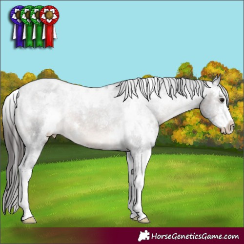 Horse Color:White Spotted Brown Sabino Appaloosa 
